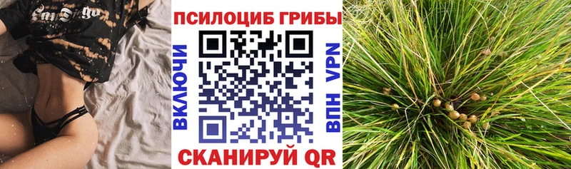 Псилоцибиновые грибы Cubensis наркошоп Шенкурск